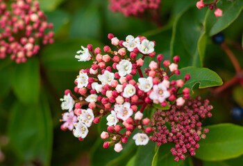 Blurred photo of Viburnum blooms. Viburnum branches with pink flowers and aphids.