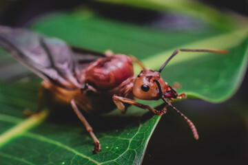 Asian Weaver Ant Queen(Oecophylla smaragdina).  Weaver ants live in trees and are known for their unique nest-building behaviour where workers construct nests by weaving together leaves.