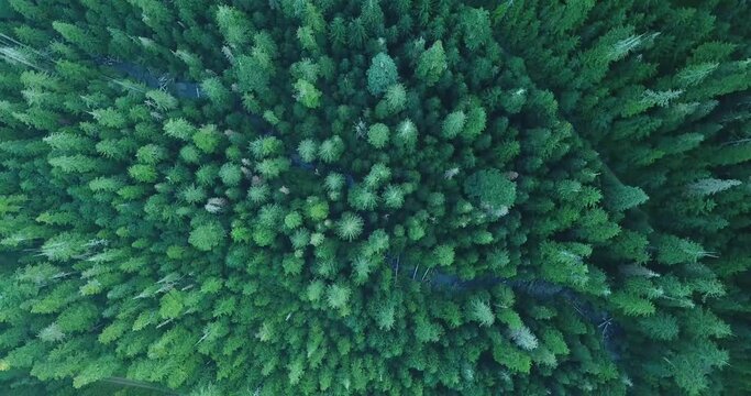 Olympic National Park Forest Aerial Drone Top Down 