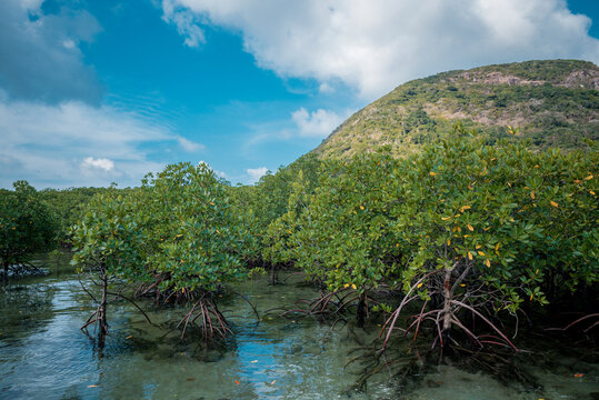 Mangrove forest along Con Dao Island, Viet Nam