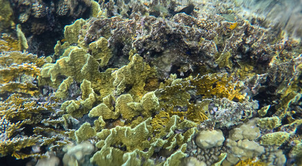 Tropical coral reef. Ecosystem and environment. Egypt. Near Sharm El Sheikh