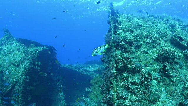 Sweetlips - Labroides dimidiatus doing the cleaning beside the famous Liberty ship wreck. Underwater world of Tulamben, Bali, Indonesia. 