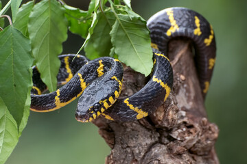 Golden ringed cat snake coiled around tree branch