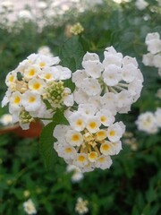 Obraz premium beautiful flowers in the garden