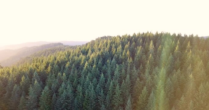 Aerial Pacific Northwest Timber Trees Forest 