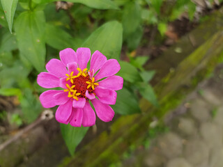 pink " Paper Flower" in the garden