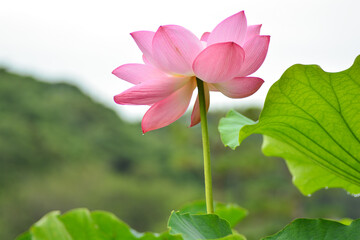 Obraz premium 咲き誇る蓮の花