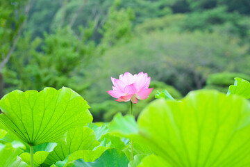 咲き誇る蓮の花