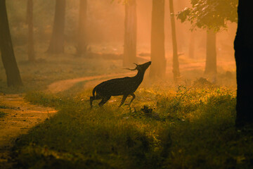 Deer in the forest, magical woos and the golden sunrise.