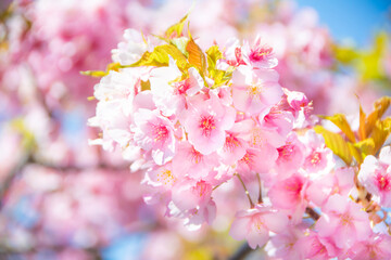満開の河津桜