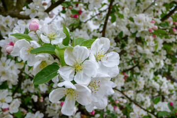 blooming tree with white flowers and blur background