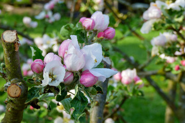 Fototapeta premium pink and white blossom flowers and buds
