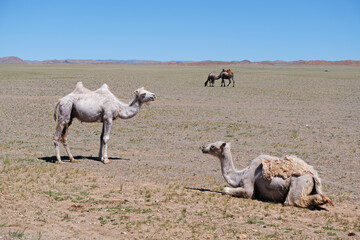A camel in desert of Western Mongolia