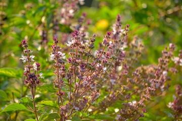 Basil flowers