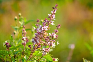 Basil flowers
