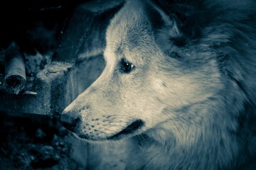 Fototapete bei efototapeten.de bestellen   