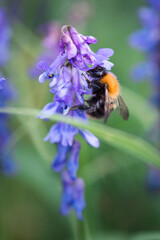 A close up of a  bumble bee on a purple flower.