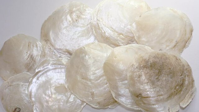 雑貨やインテリア、装飾などに使われる素材カピス貝(placuna placenta)