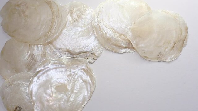 雑貨やインテリア、装飾などに使われる素材カピス貝(placuna placenta)