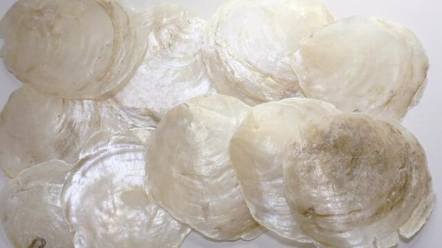雑貨やインテリア、装飾などに使われる素材カピス貝(placuna placenta)