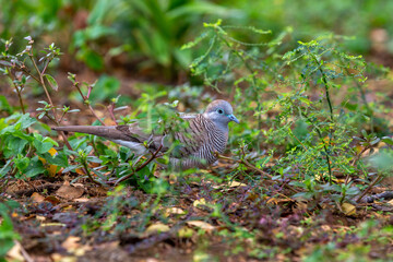 Dove in Big Island Hawaii