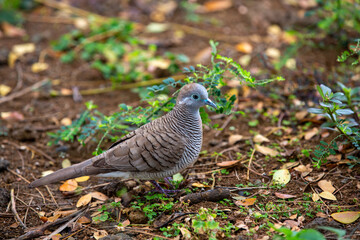 Dove in Big Island Hawaii