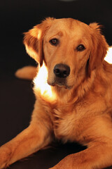 Cute golden retriever dog lying on a black background