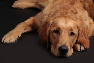 Cute golden retriever dog lying on a black background