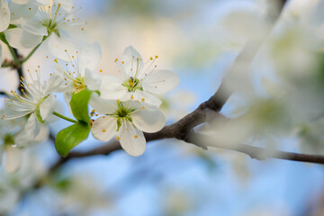 Beautiful floral spring abstract nature background. Blooming cherry branch with soft focus on a gentle blue sky background. Macro.