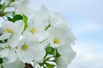 Obraz premium White flowers of an apple tree close-up on a background of blue sky. Macro. Selective focus.