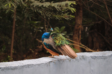 peacock on the fence