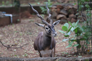 antelope in the zoo © Vickey