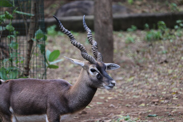 antelope in the wild