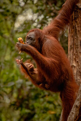 Baby want some bannana 