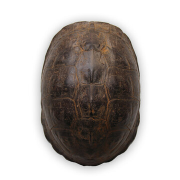 Tortoiseshell details on the back isolated on white