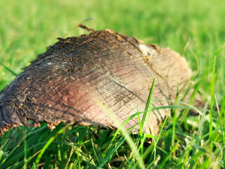 dried bark with green grass in background