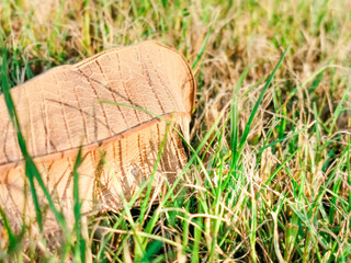 closeup of dried leaf and grassy background