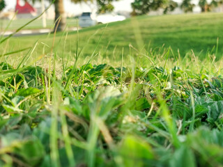 fresh and healthy growing Grass green leaves