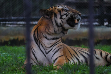 tiger in the zoo
