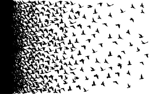 Flying birds silhouettes on white background. Vector illustration. isolated bird flying. tattoo design..
