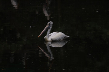 pelicans on the lake