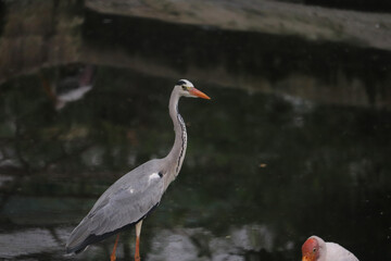 great blue heron ardea cinerea