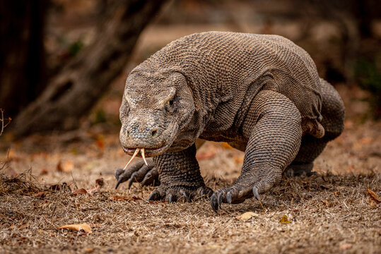 Komodo dragon 