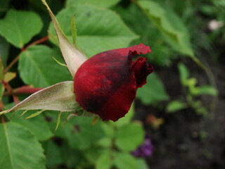 rose bud on foliage background