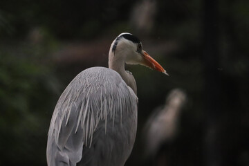 black crowned crane