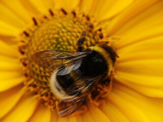 bumblebee collects pollen from a flower