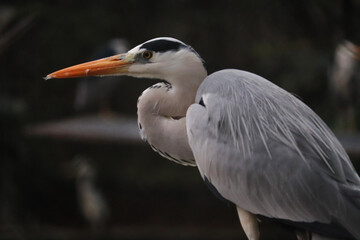 great blue heron ardea cinerea