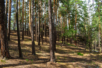 Beautiful pine forest. Tall trees. Pine cones. Natural stones. Meadow with perennial trees and green grass. The nature of Kazakhstan. Burabay National Park.