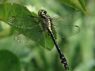 dragonfly sits on a leaf and bask in the sun