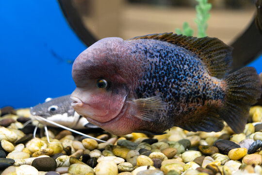 Cichlazoma rainbow or Vieja synspilum Cichlasoma sensillum fish swims in the aquarium.